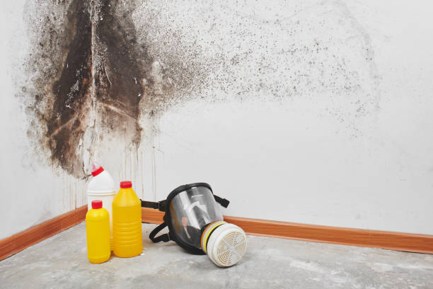 Best Black Mold Removal  in East Orange, NJ