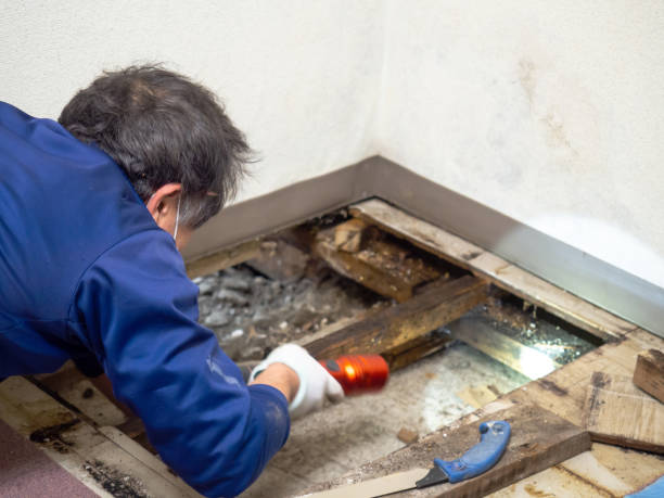 Best Emergency Mold Removal  in East Orange, NJ