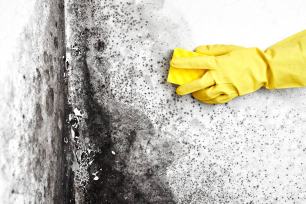 Best Home Mold Removal  in East Orange, NJ