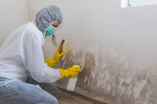 Best Commercial Mold Removal  in East Orange, NJ