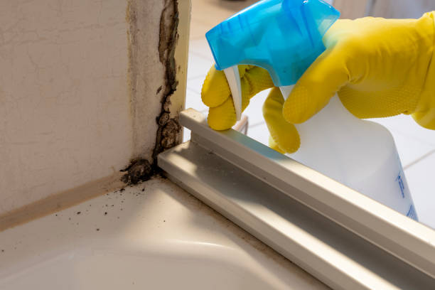 Best Professional Mold Removal  in East Orange, NJ