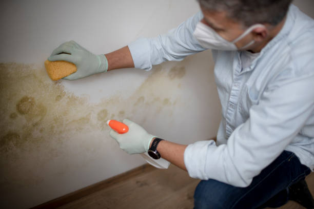 Best Toxic Mold Removal  in East Orange, NJ