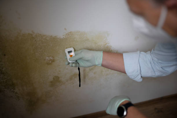 Best Mold Removal Process  in East Orange, NJ