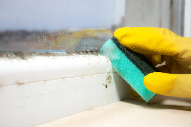 East Orange, NJ Mold Removal Company