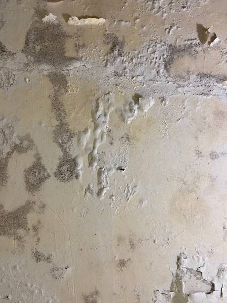 Mold Testing and Removal in East Orange, NJ
