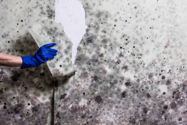 Best Emergency Mold Removal  in East Orange, NJ