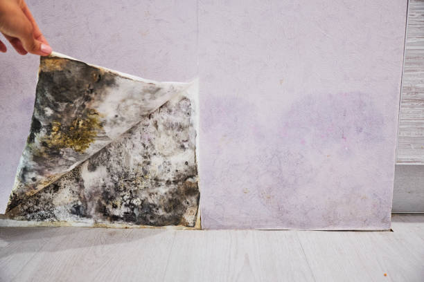 Best Mold Cleaning Services  in East Orange, NJ